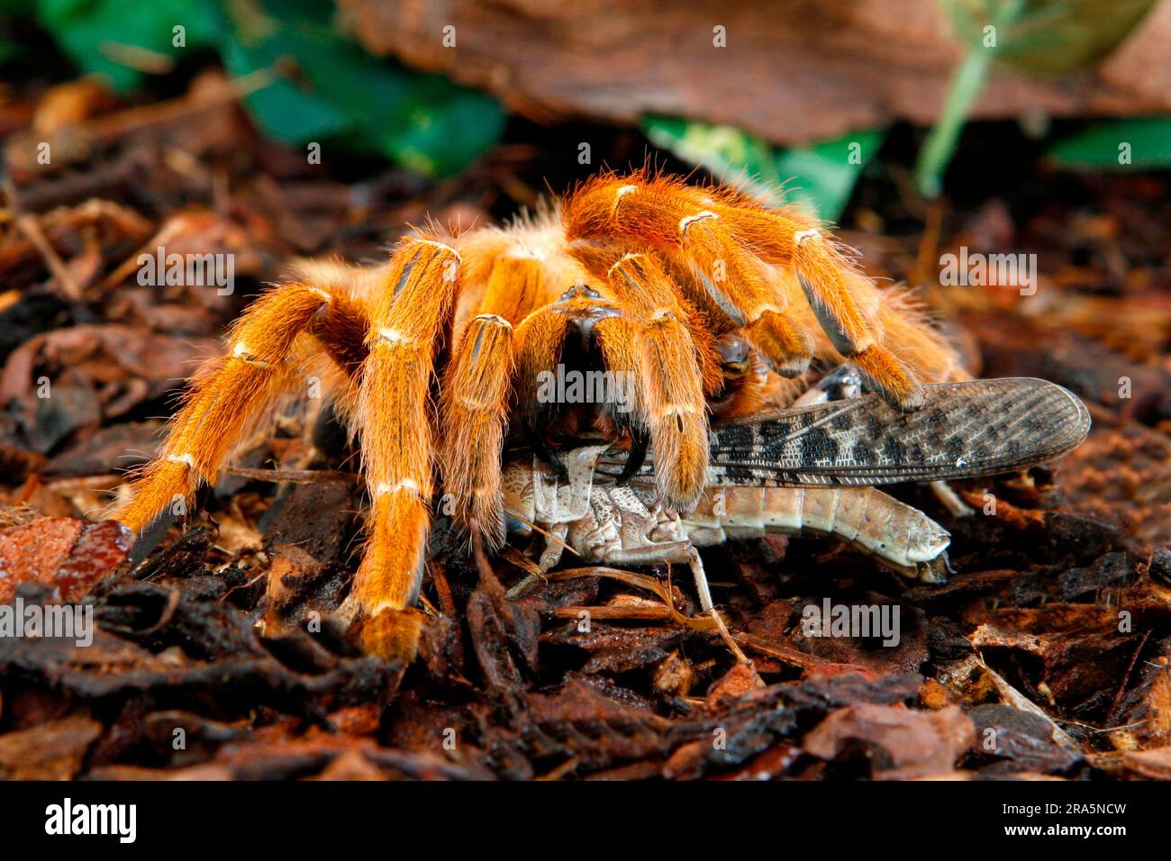 Baboon Spider (Pterinochilus murinus), Mombasa Golden Shooting Star Spider Foto Stock