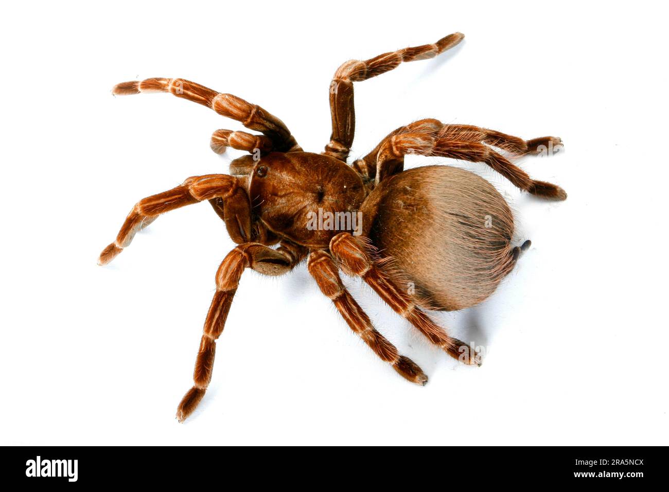 Tarantola gigante di razza blu nera (Pamphobeteus platyomma) (Vitalius platyomma), Tarantola Columbia Tarantola gigante, Tarantola Foto Stock
