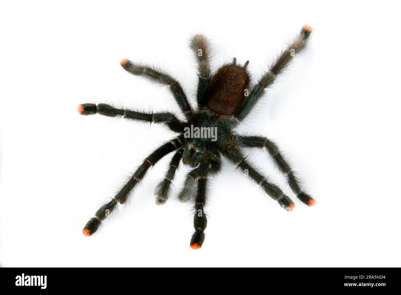 Tarantula gigante brasiliana in bianco e nero (Acanthoscurria brocklehursti) Foto Stock