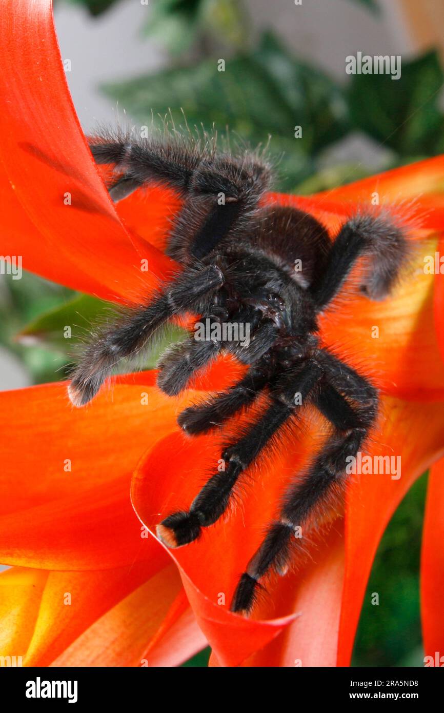 Tarantula gigante brasiliana in bianco e nero (Acanthoscurria brocklehursti) Foto Stock