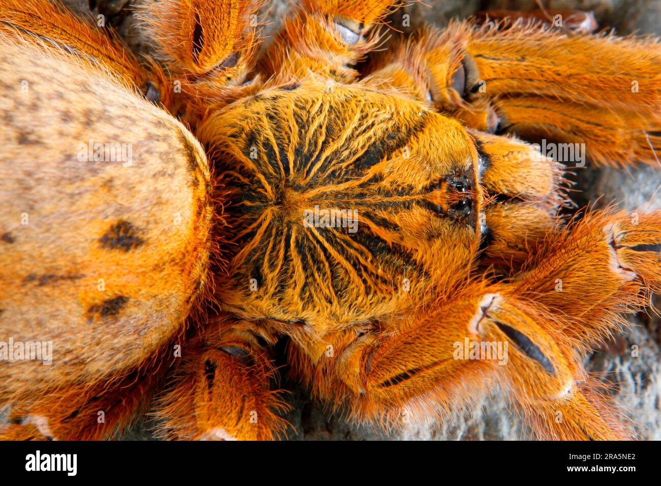 Baboon Spider (Pterinochilus murinus), Mombasa Golden Shooting Star Spider Foto Stock