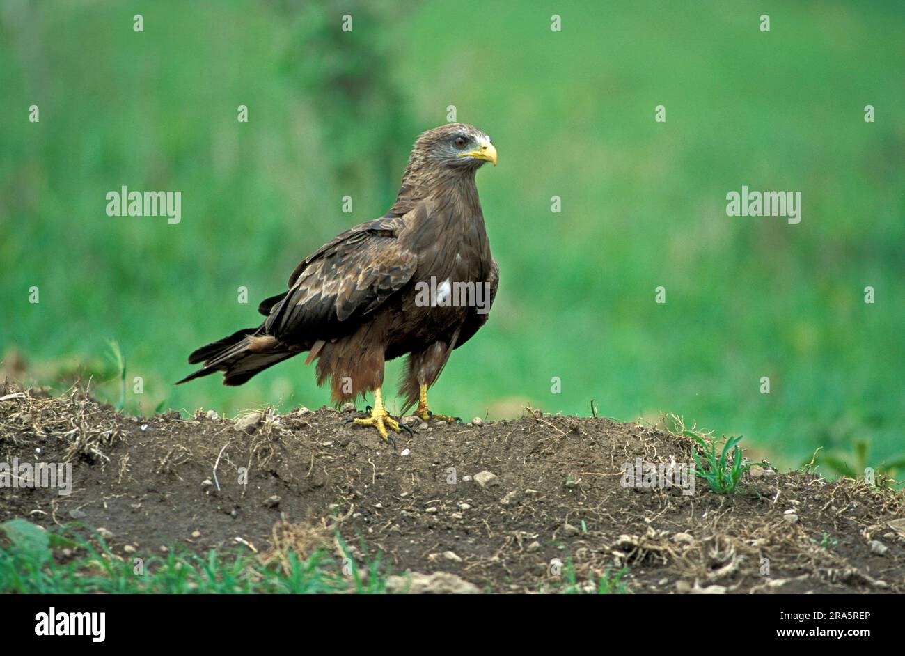 Aquilone a becco giallo, cratere di Ngorongoro, Tanzania, Africa (Milvus migrans parasitus) Foto Stock