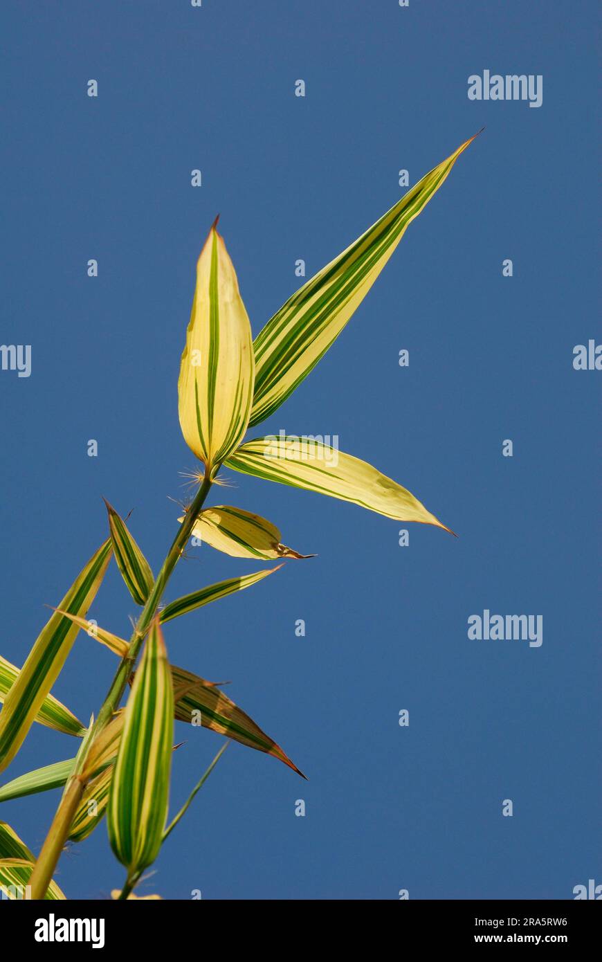 Bambù di legno giapponese, foglie (Phyllostachys bambusoides) Foto Stock