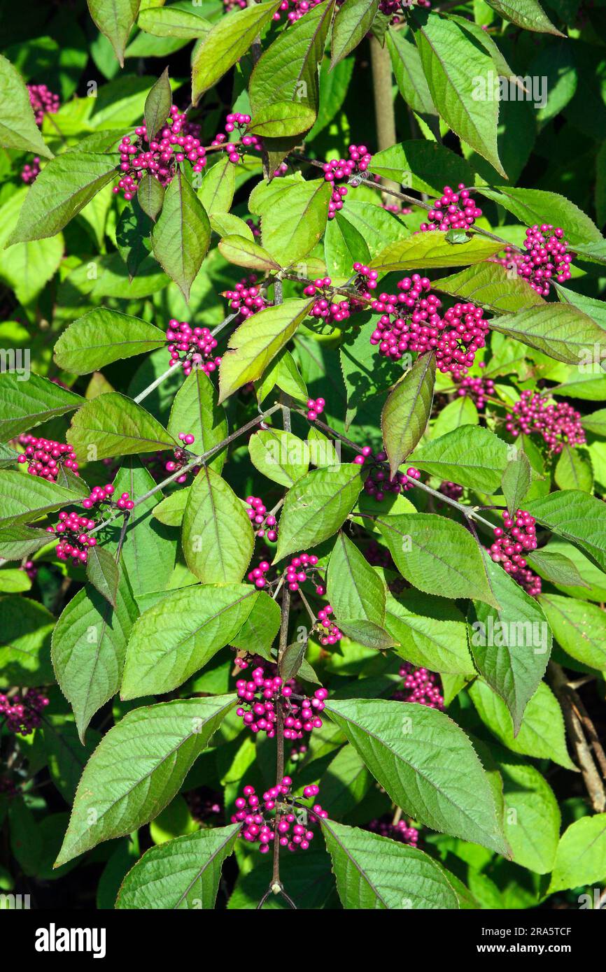 Beautyberry (Callicarpa bodinieri) Foto Stock