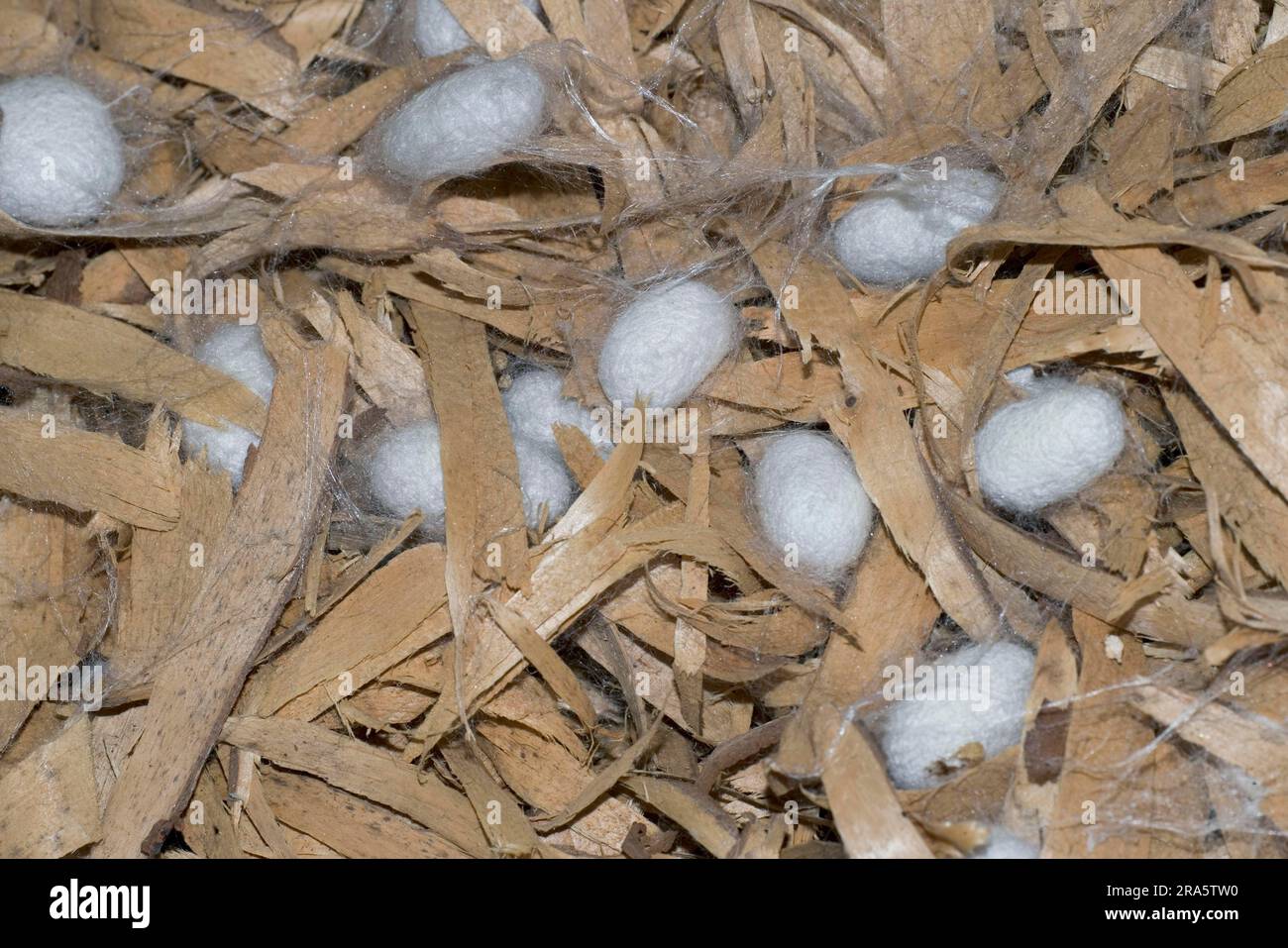 Bachi da seta gelso Moth, bozzoli tra filamenti (Bombyx mori) Foto Stock