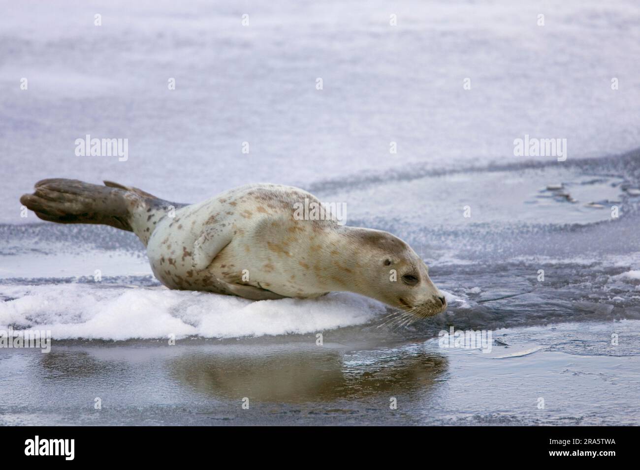 Foca insulare, lago Abashiri, Hokkaido, Giappone (Phoca vitulina stejnegeri) Foto Stock