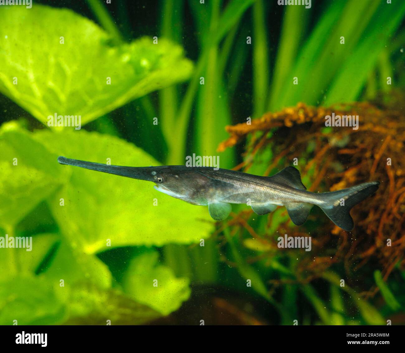 Pesce paglierino americano (Polyodon spathula), laterale, indipendente Foto Stock