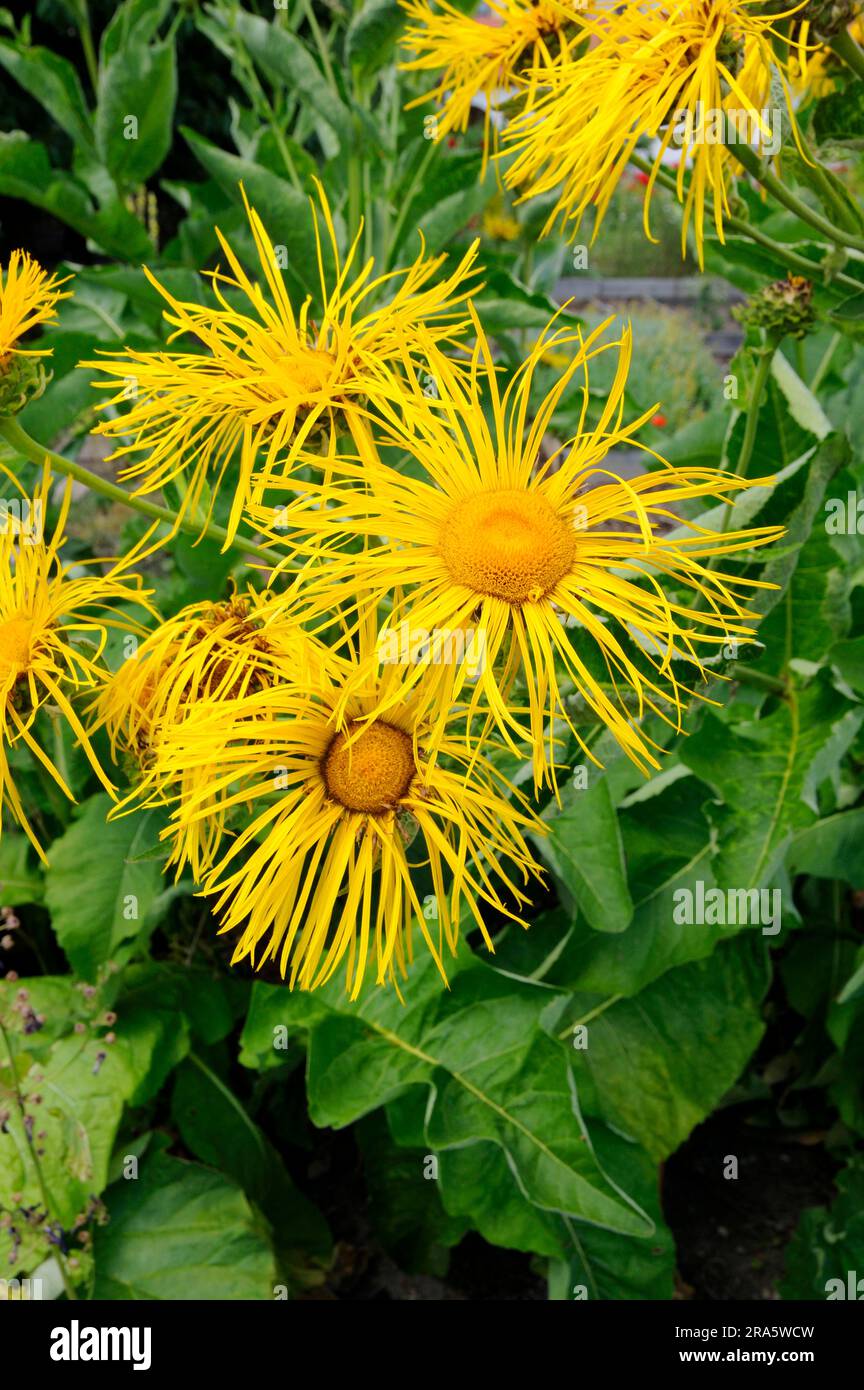 Elfflower (Inula helenium) Foto Stock