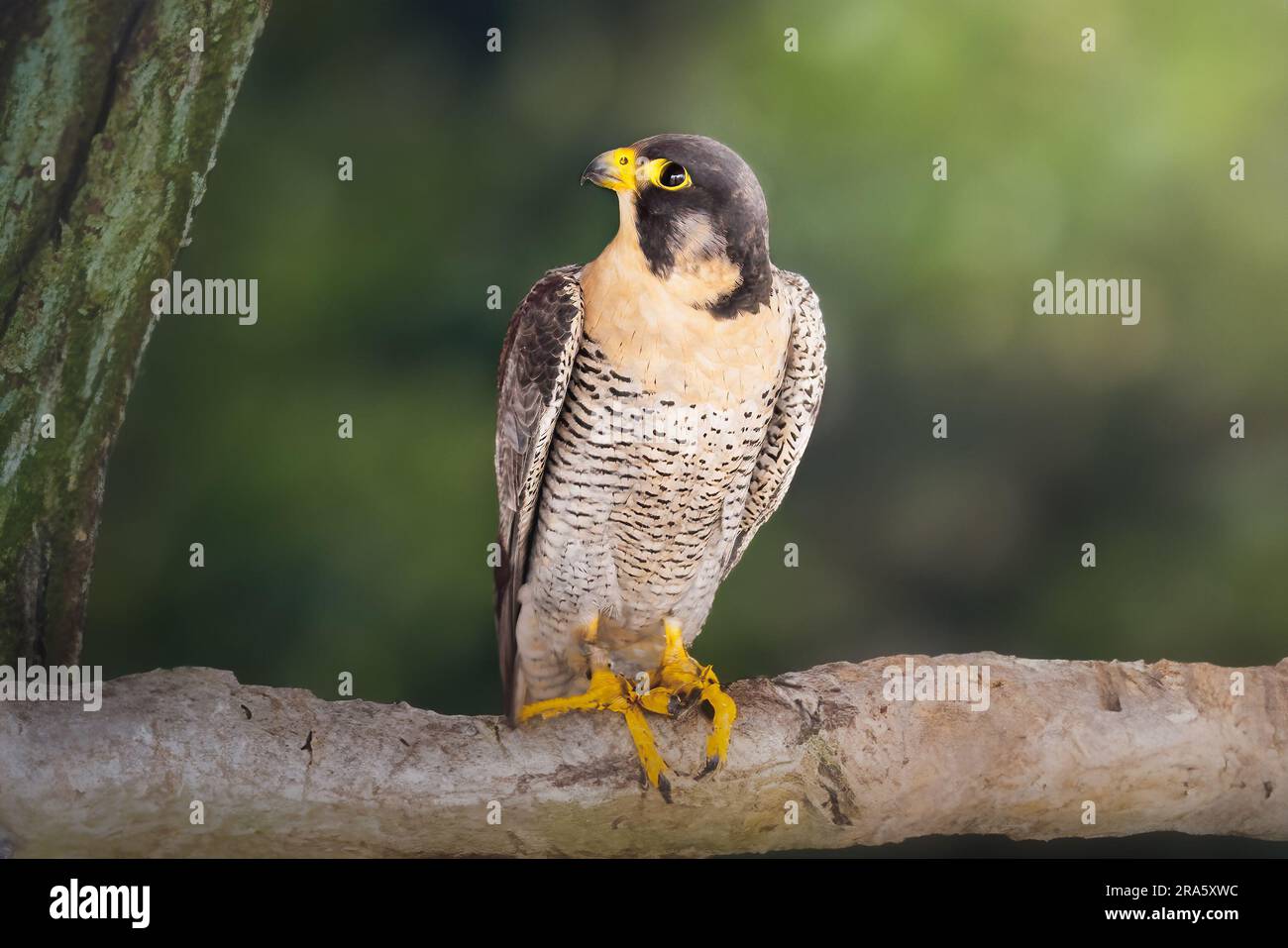 Falco Shaheen (Falco peregrinus peregrinator) Foto Stock Falco Shaheen (Falco peregrinus peregrinator) Foto Stock