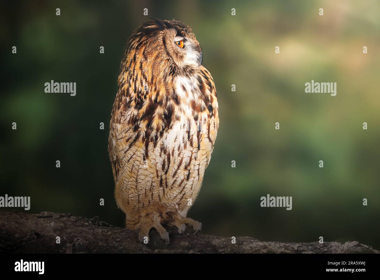 Gufo reale (Bubo bubo) Foto Stock
