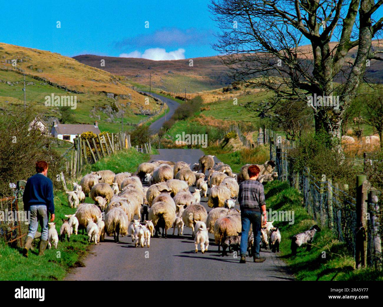 Due giovani con un gregge di pecore e Spring Lambs si fanno strada su una strada di campagna irlandese Foto Stock