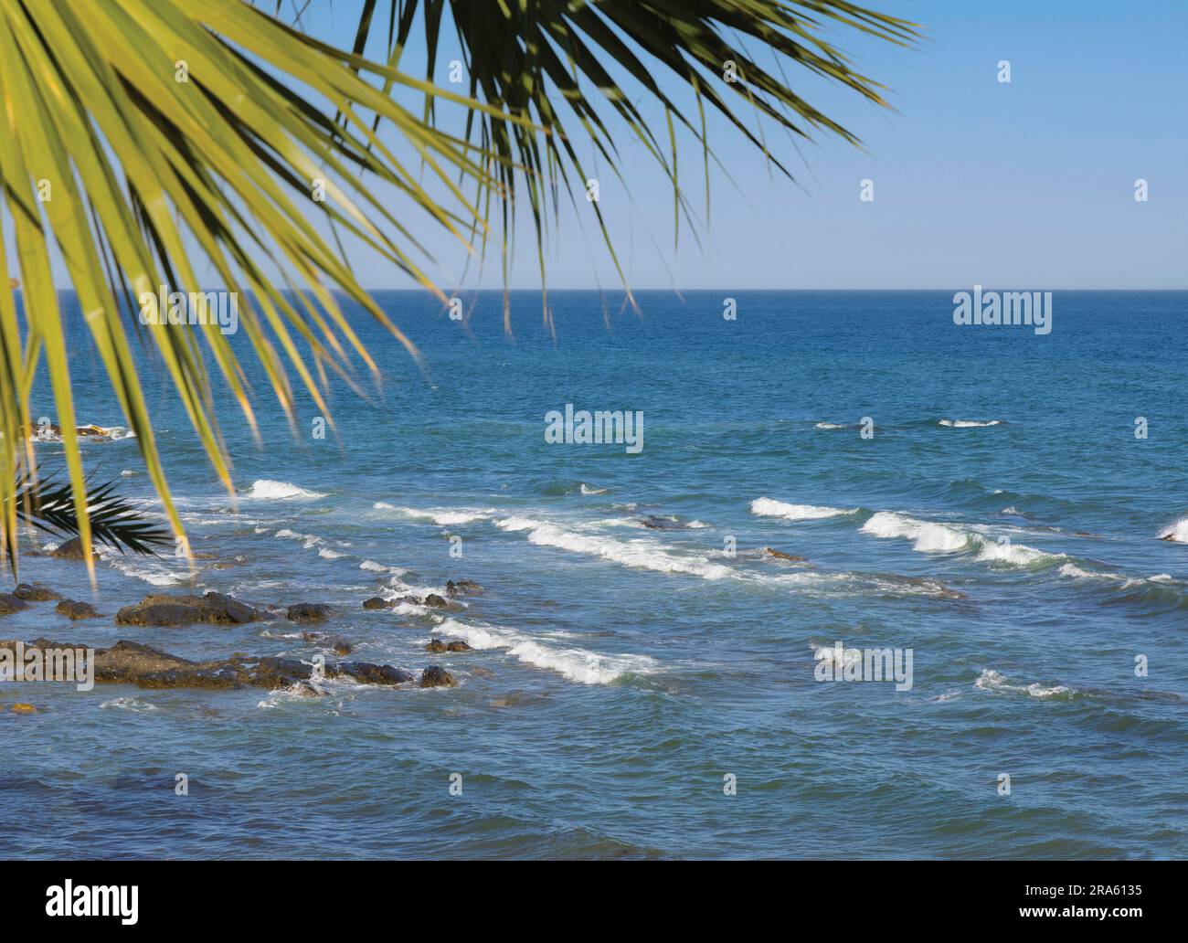 Fronde di palme e mare. Foto Stock
