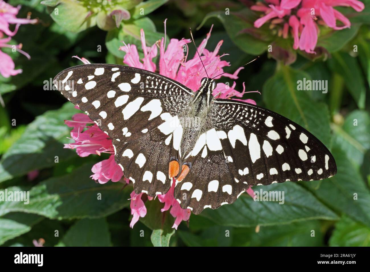 La farfalla di lime poggia su un fiore rosa, altri nomi comuni: Farfalla di limone o coda di rondine di lime; nome scientifico: Papilio demoleus; Papilionidae Foto Stock