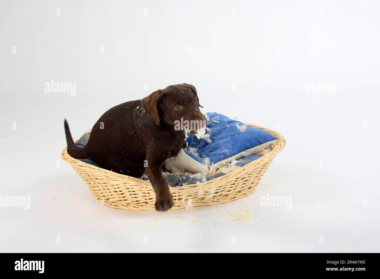Labrador retriever, 11 settimane, marrone, cuscino grattugiato, cattivo, cestino per cani, cestino per cani Foto Stock