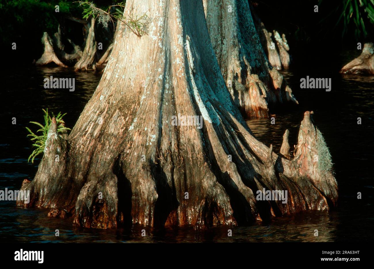 Baldcypress (Taxodium distichum), Everglades National Park, Florida, USA Foto Stock