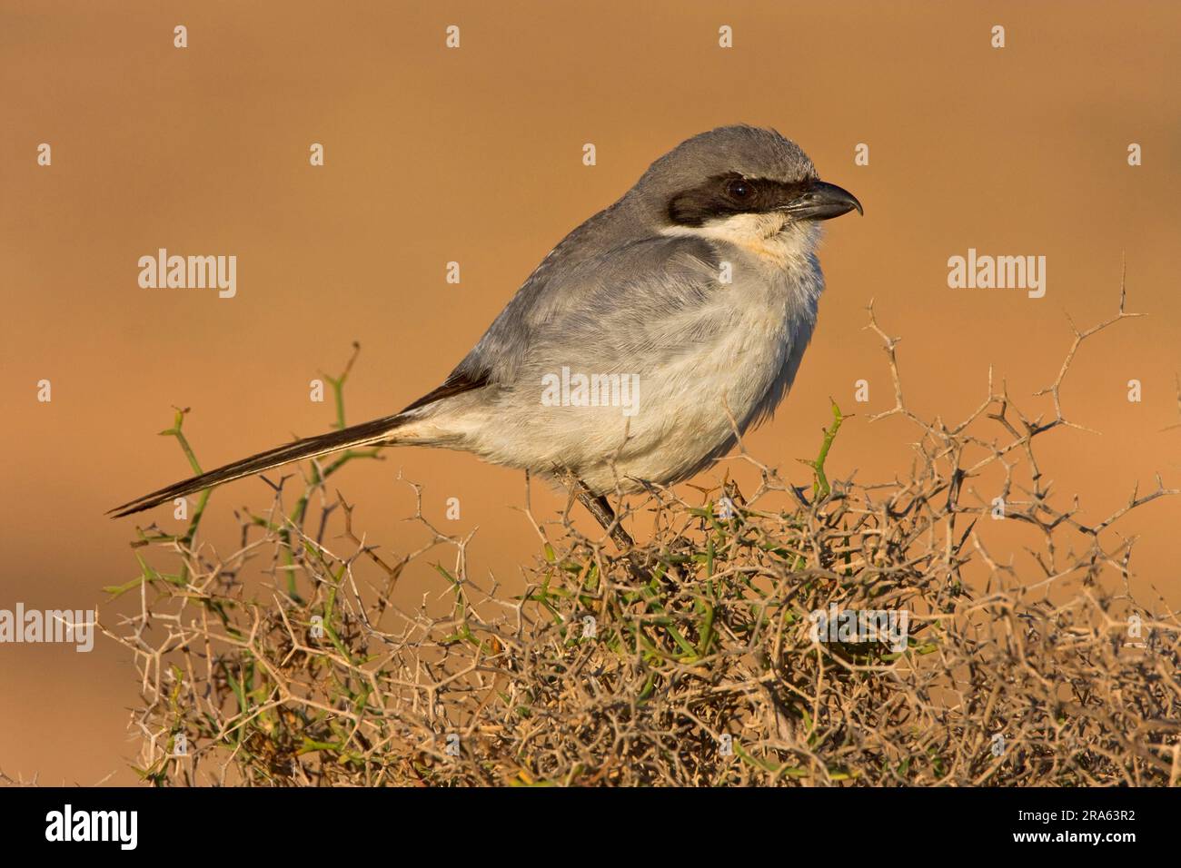 Great Grey Shrike, Fuerteventura, Isole Canarie (Lanus excubitor), Lateral, Grey Shrike, Spagna Foto Stock