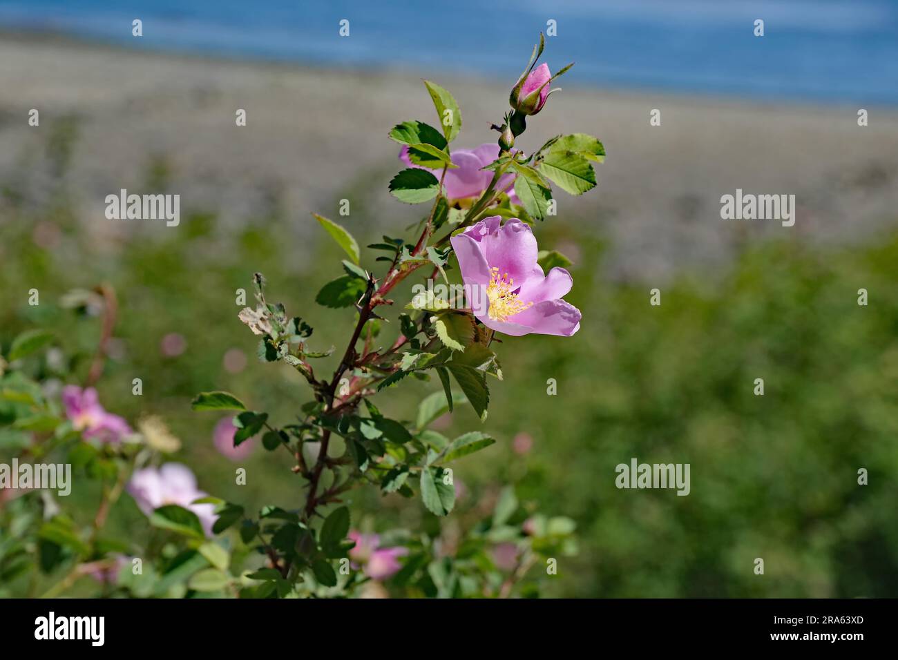 Rosa selvatica in piena fioritura, Isola di Vancouver, British Columbia, Canada Foto Stock