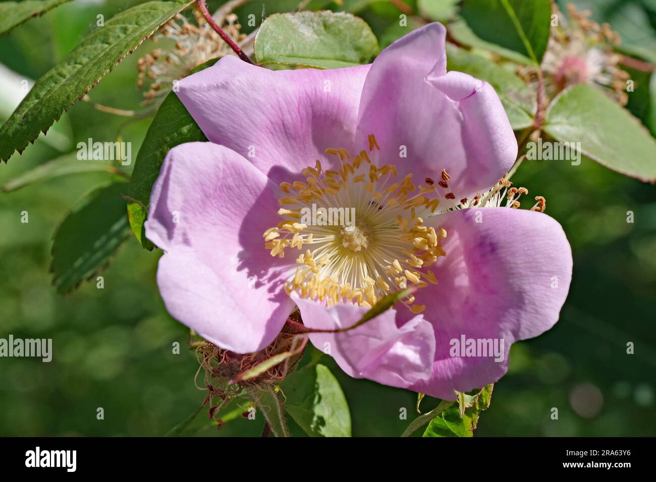 Rosa selvatica in piena fioritura, Stewart, British Columbia, Canada Foto Stock