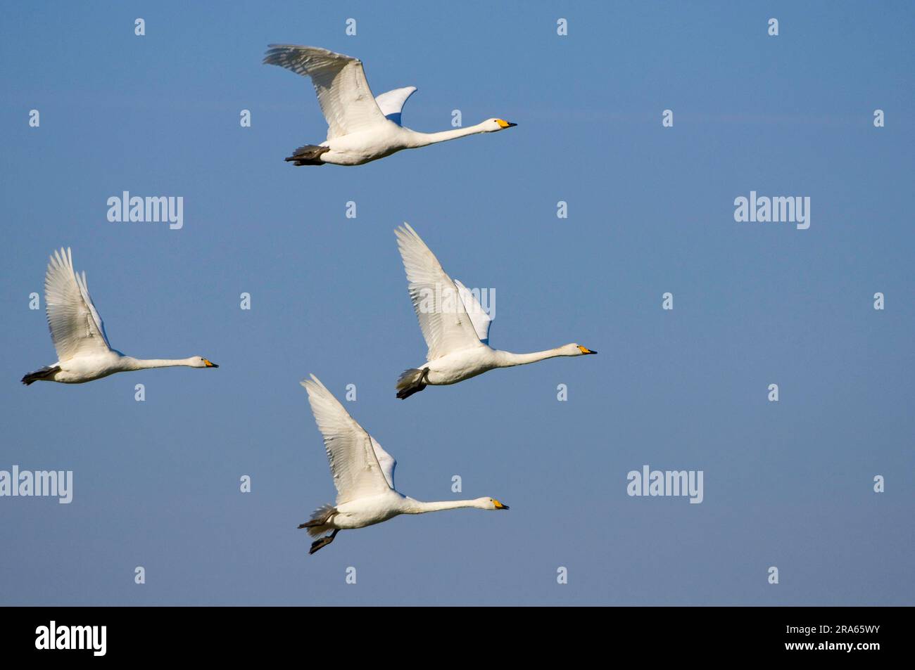 Cigni Whooper (Cygnus cygnus), laterali, autoportanti, bassa Sassonia, Germania Foto Stock