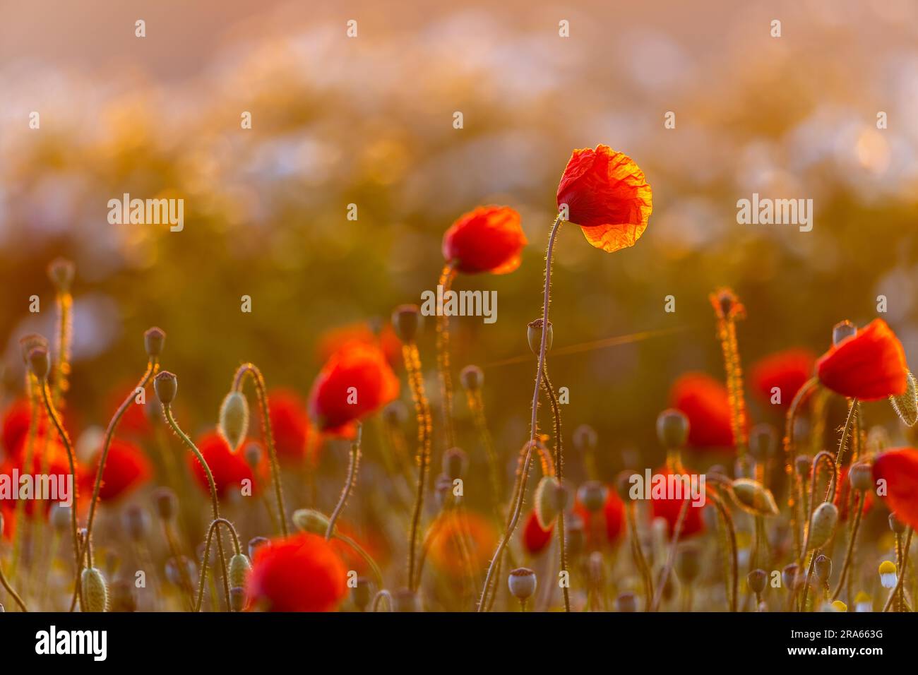 Papavero da pettegolezzo (Papaver rhoeas), famiglia dei papaveri (Papaveraceae), Otterswang, Pfullendorf, Linzgau, Baden-Wuerttemberg, Germania Foto Stock