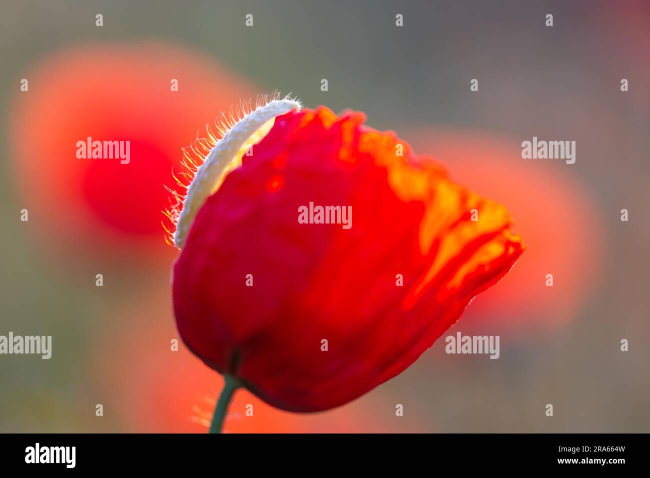 Papavero da pettegolezzo (Papaver rhoeas), famiglia dei papaveri (Papaveraceae), Otterswang, Pfullendorf, Linzgau, Baden-Wuerttemberg, Germania Foto Stock