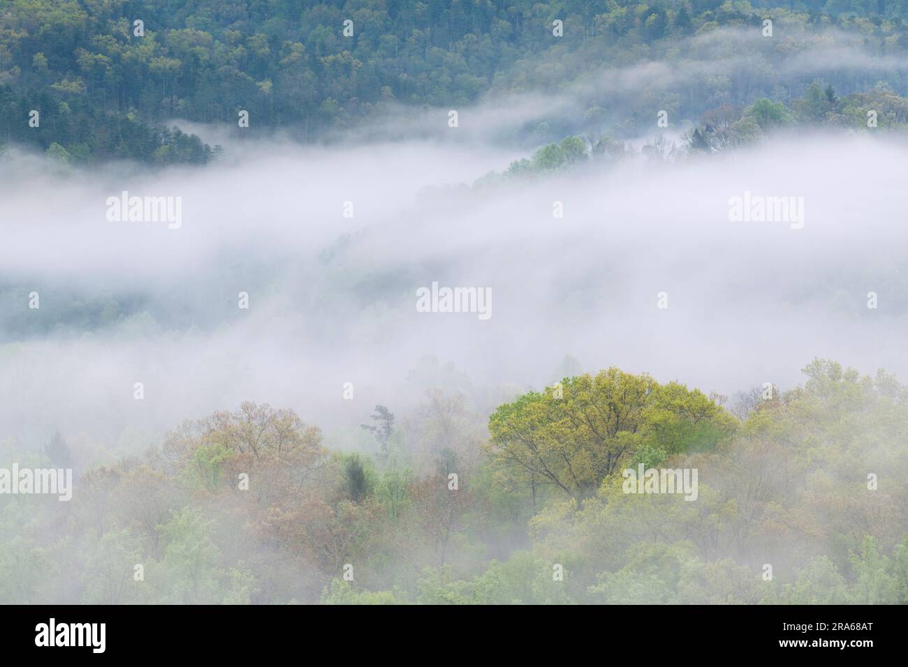 Nebbia mattutina sul Great Smoky Mountains National Park, TN, USA, di Dominique Braud/Dembinsky Photo Assoc Foto Stock