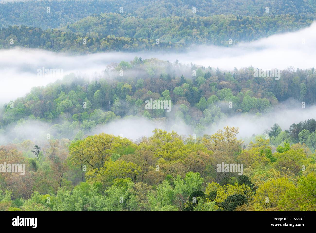 Nebbia mattutina sul Great Smoky Mountains National Park, TN, USA, di Dominique Braud/Dembinsky Photo Assoc Foto Stock