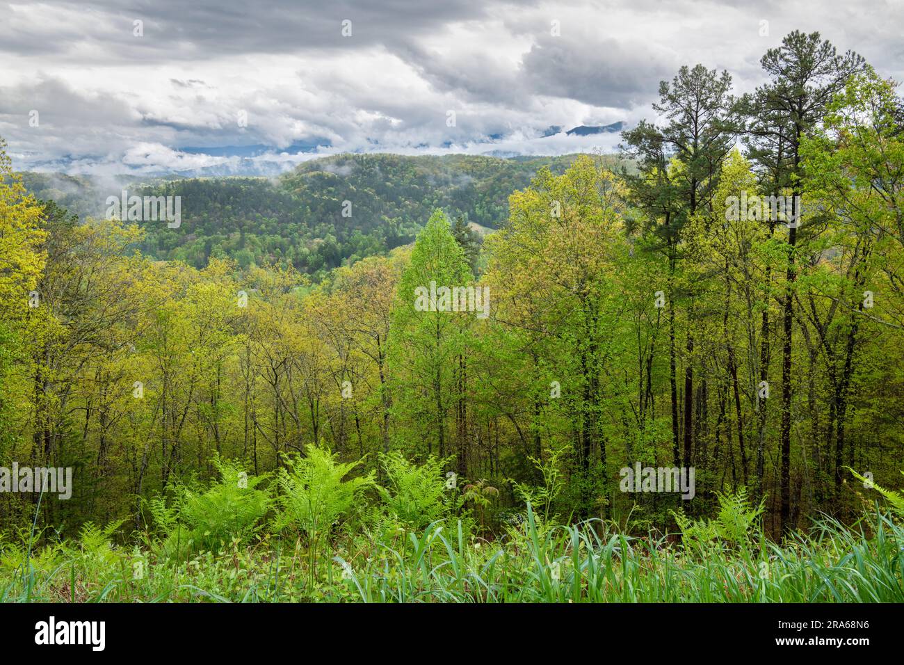 Nebbia mattutina sul Great Smoky Mountains National Park, TN, USA, di Dominique Braud/Dembinsky Photo Assoc Foto Stock