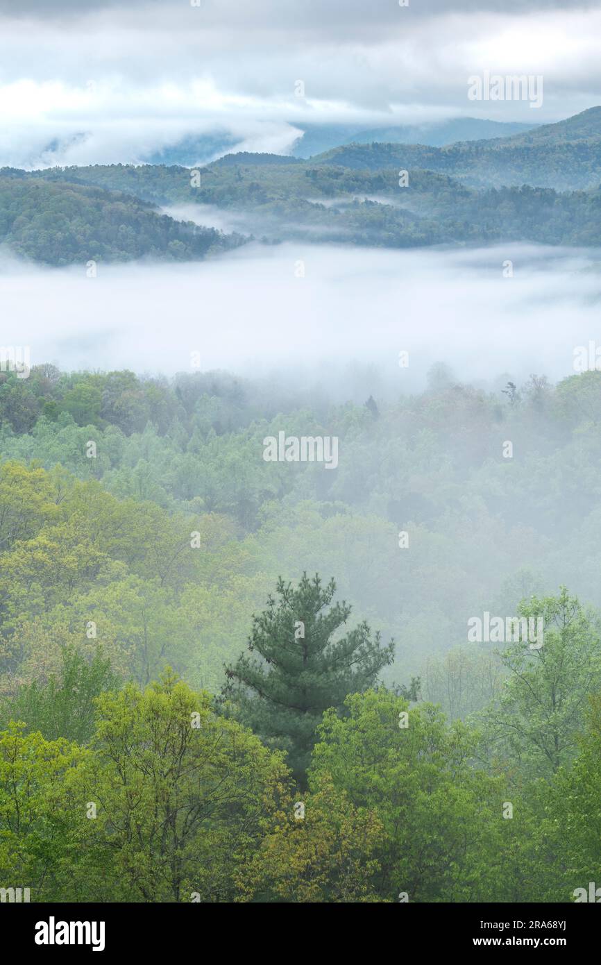 Nebbia mattutina sul Great Smoky Mountains National Park, TN, USA, di Dominique Braud/Dembinsky Photo Assoc Foto Stock