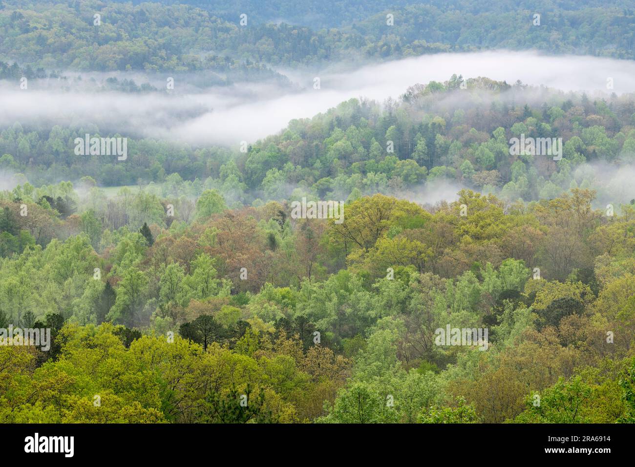 Nebbia mattutina sul Great Smoky Mountains National Park, TN, USA, di Dominique Braud/Dembinsky Photo Assoc Foto Stock