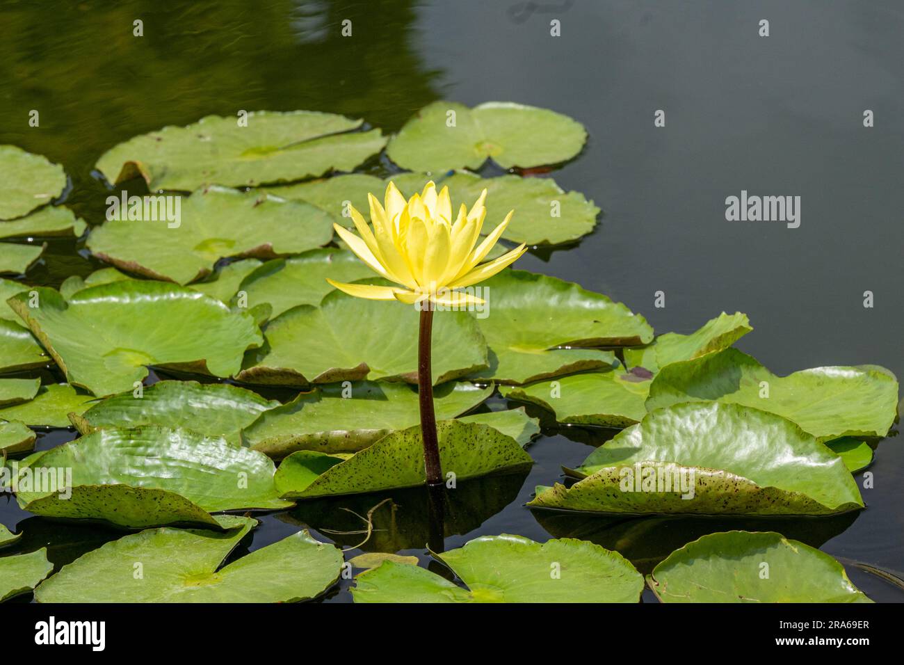 Fiore di loto giallo e foglie di giglio d'acqua gigante. Giardino botanico Università di Karlsruhe, Germania. Foto Stock