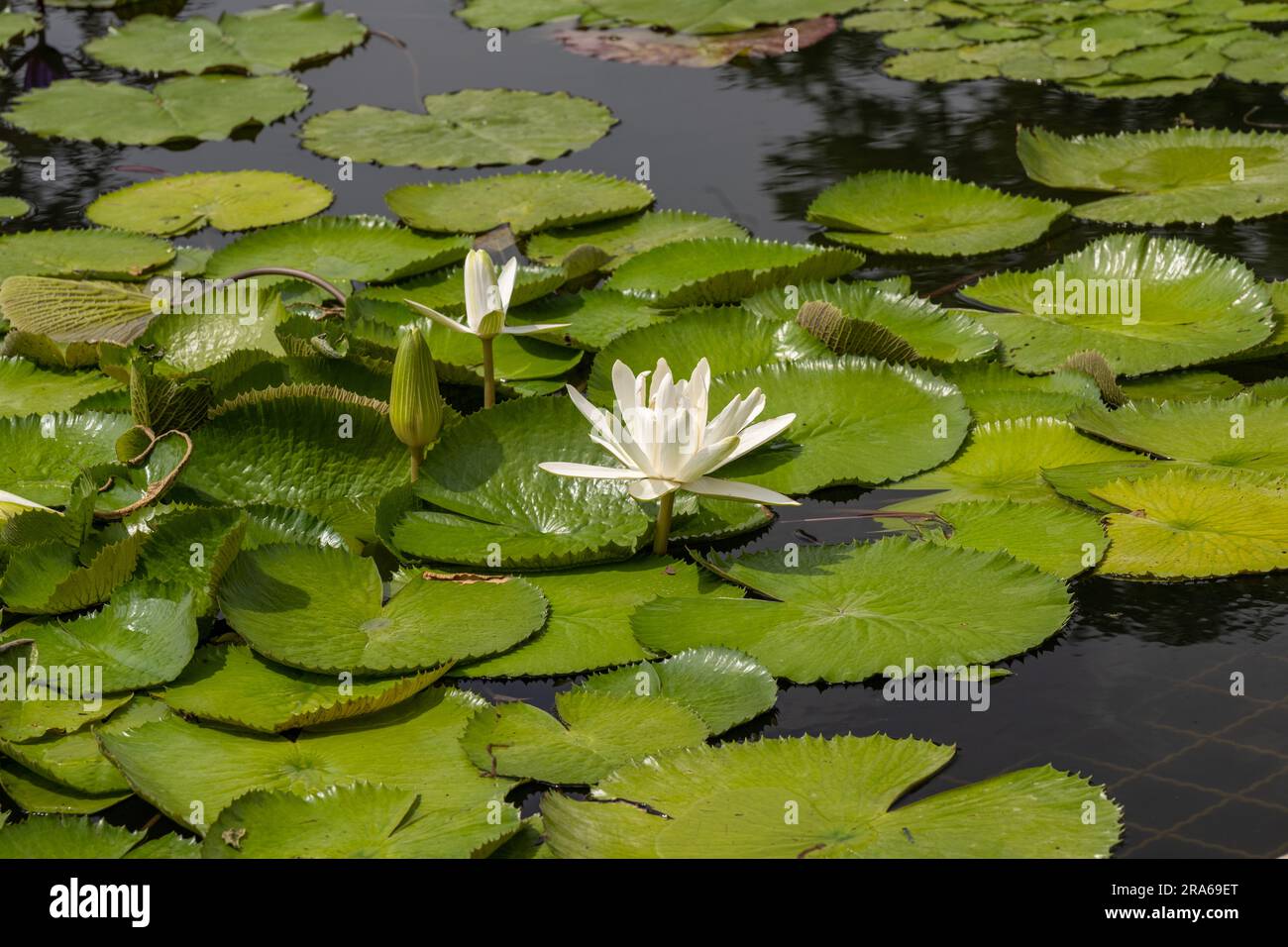 Acquerello bianco europeo (Nymphaea alba). Giardino botanico, Francoforte, Germania, Europa Foto Stock
