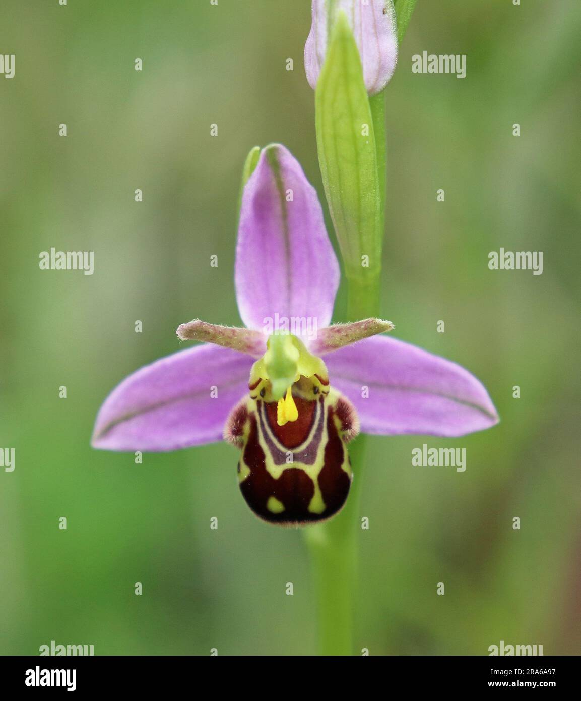 Orchidea a Tophill Low, Yorkshire, Regno Unito Foto Stock