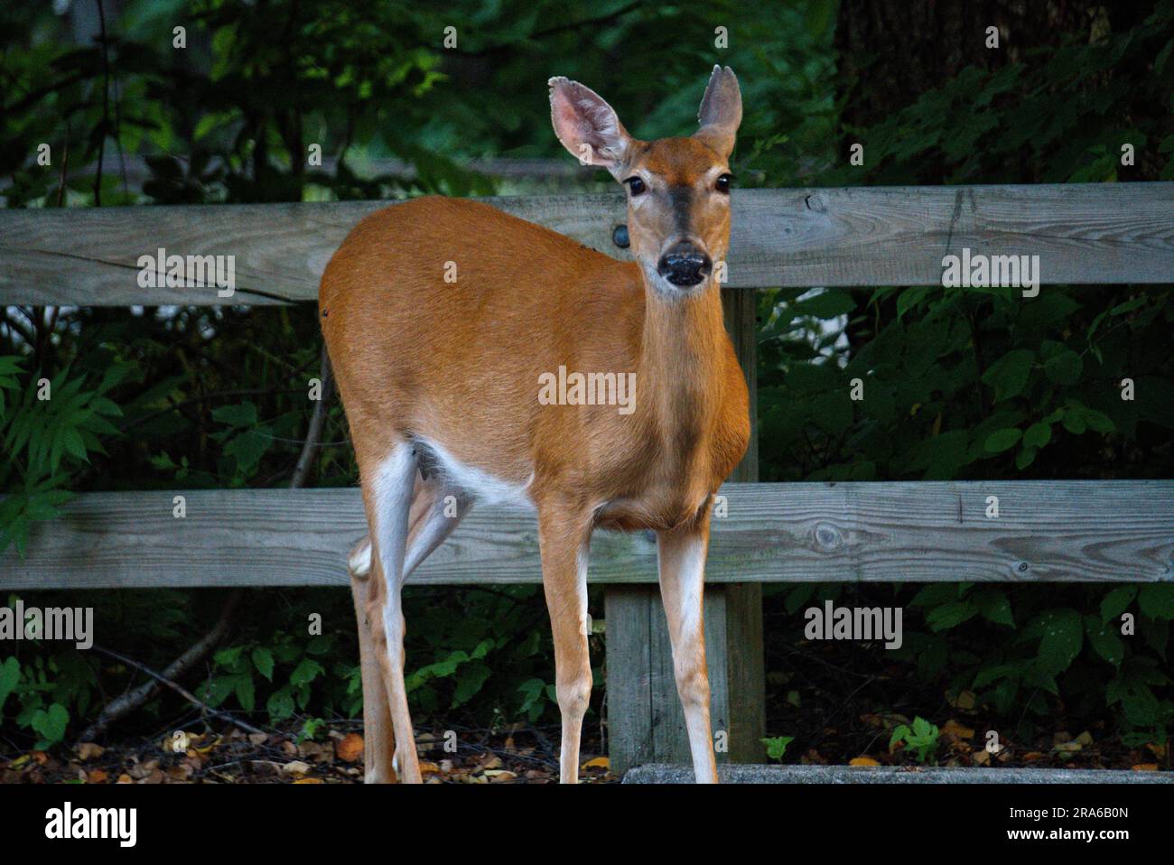Whitetail Doe in Pennsylvania Foto Stock