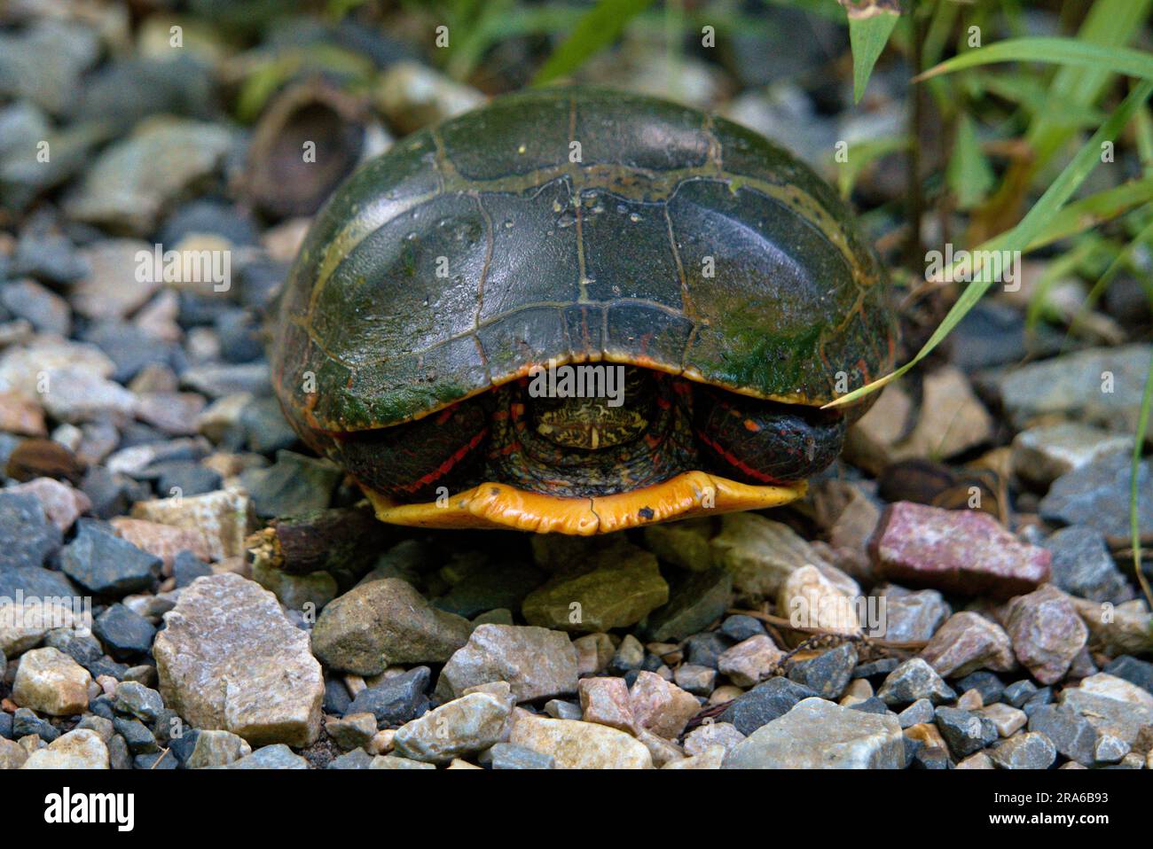 Pond Slider Turtle in Pennsylvania Foto Stock