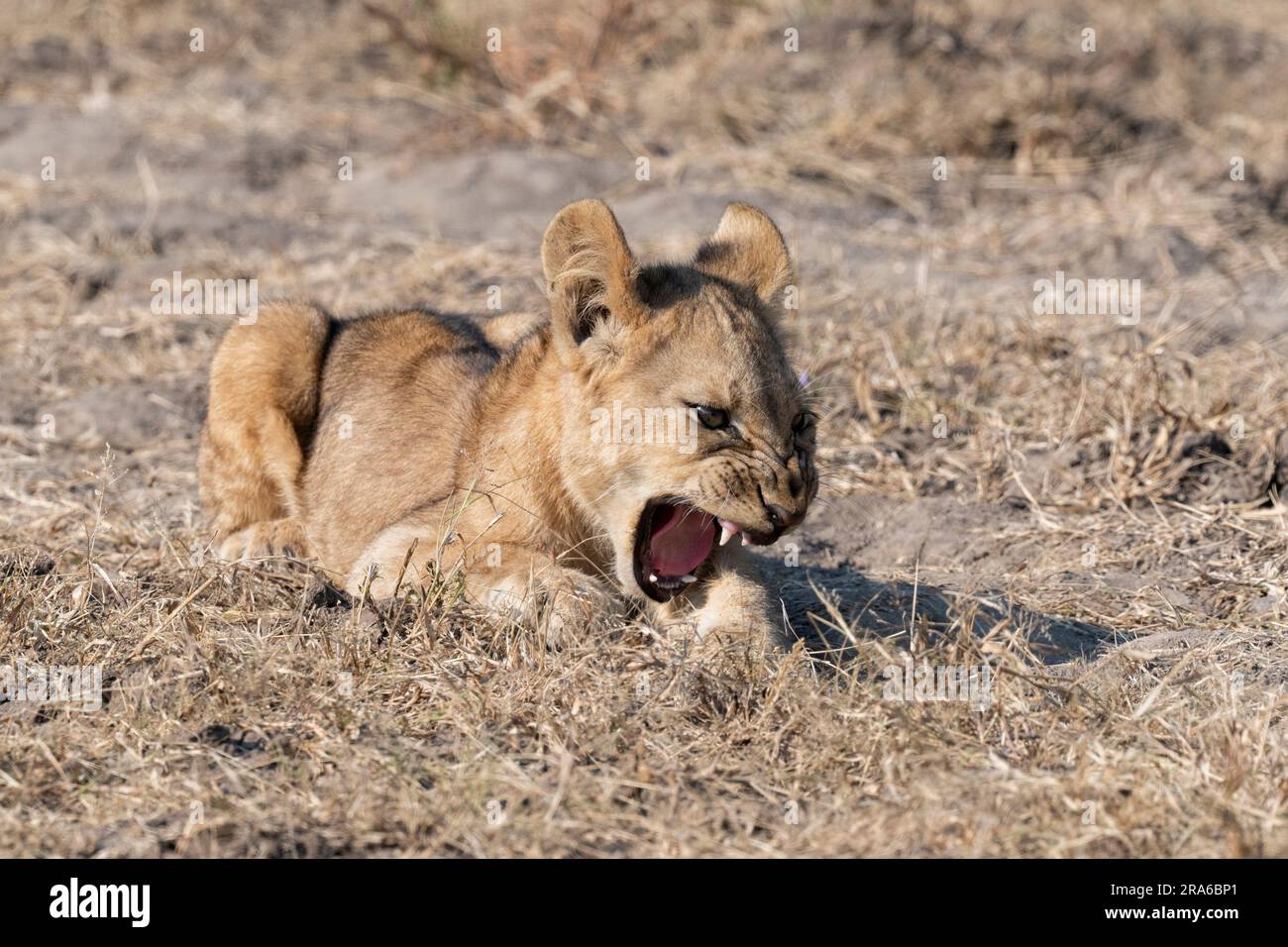 Zambia, South Luangwa NP. Cucciolo di leone. Foto Stock