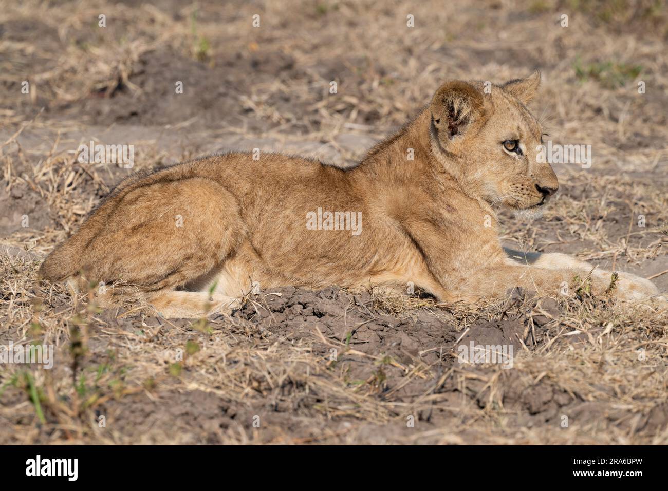 Zambia, South Luangwa NP. Cucciolo di leone. Foto Stock