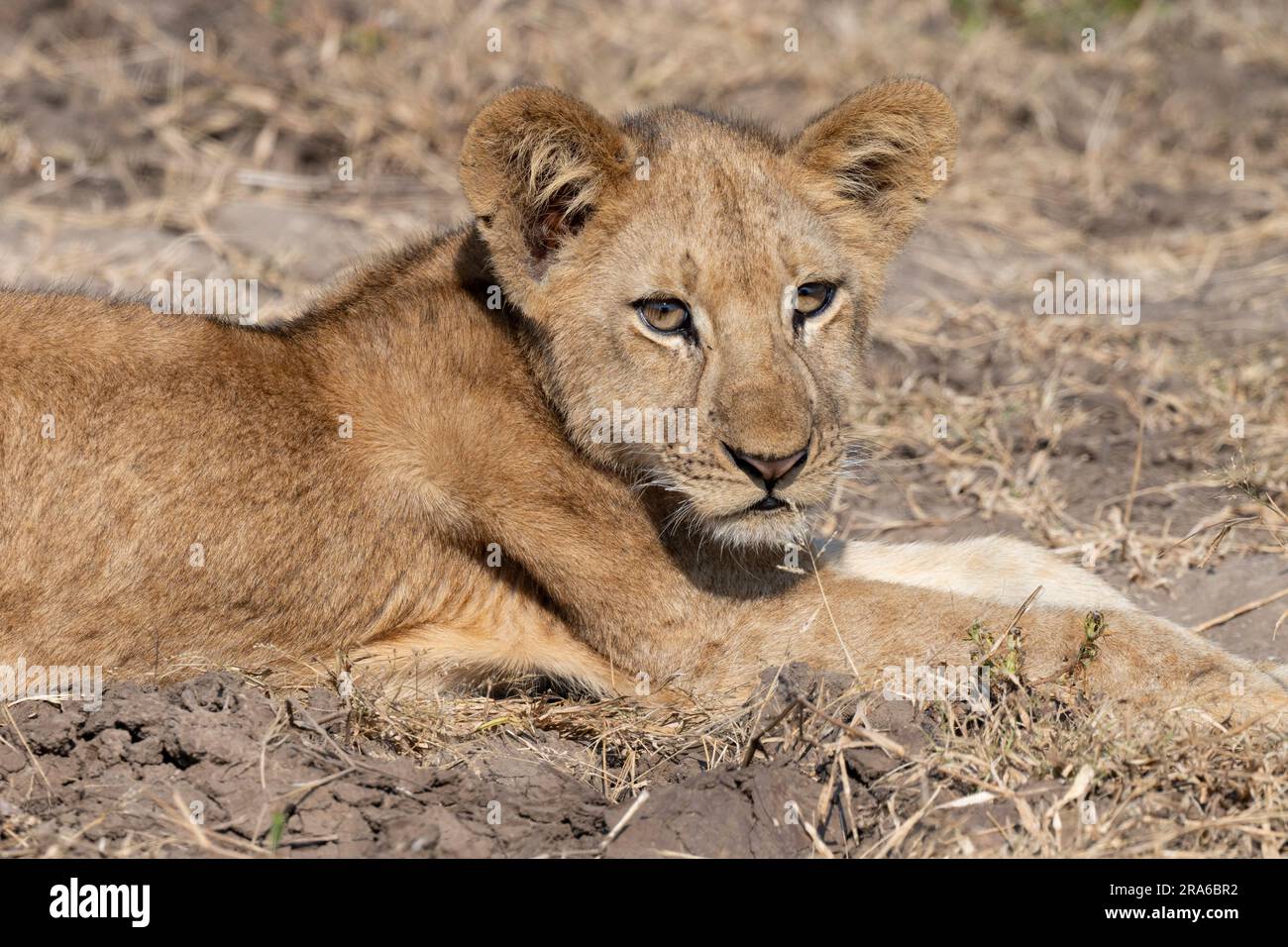 Zambia, South Luangwa NP. Cucciolo di leone. Foto Stock
