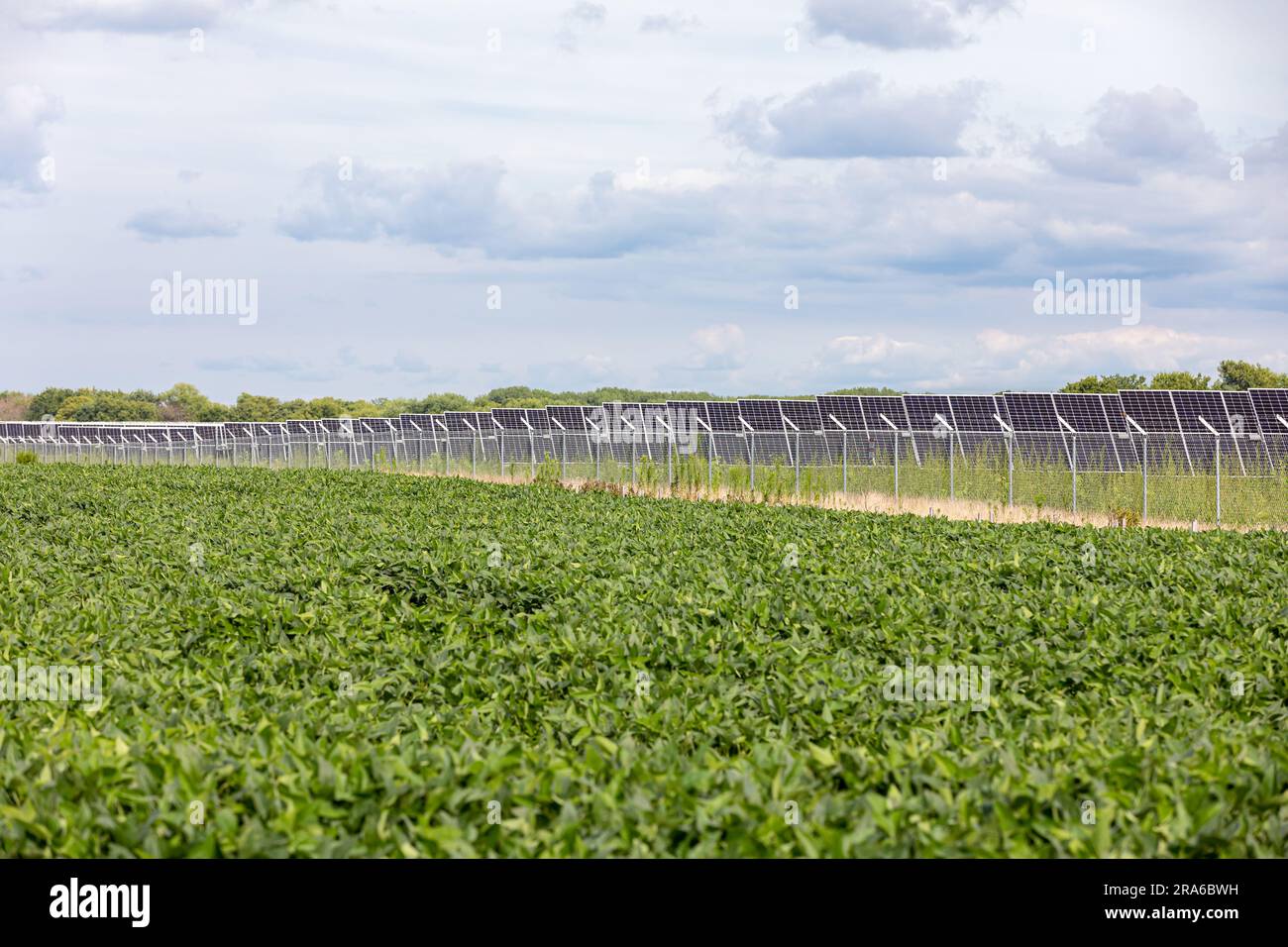 Campo di soia con impianto di energia solare sullo sfondo. Energia rinnovabile, agricoltura e concetto agricolo. Foto Stock