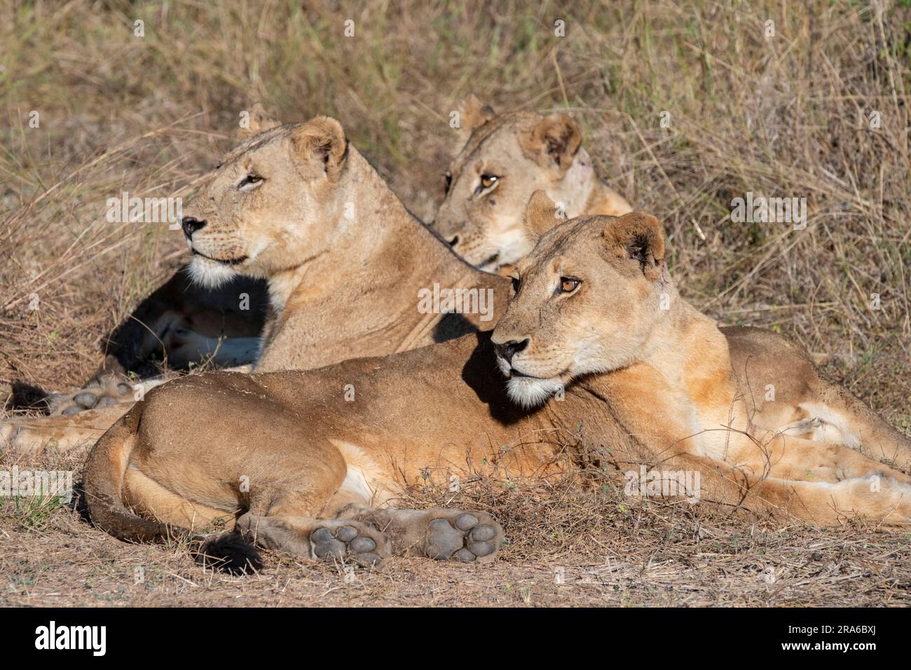 Zambia, South Luangwa National Park. Tre leonesse adulte (SELVATICHE: Panthera leo) Foto Stock