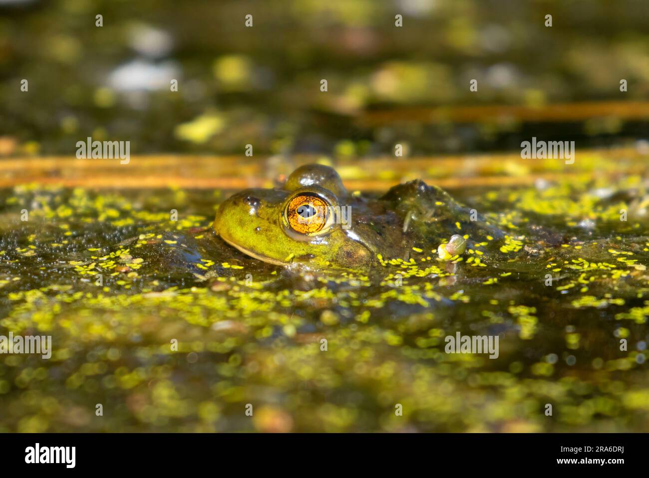 American bullfrog (Lithobates catesbeianus), Wood River Wetland, Klamath Falls District Bureau of Land Management, Oregon Foto Stock