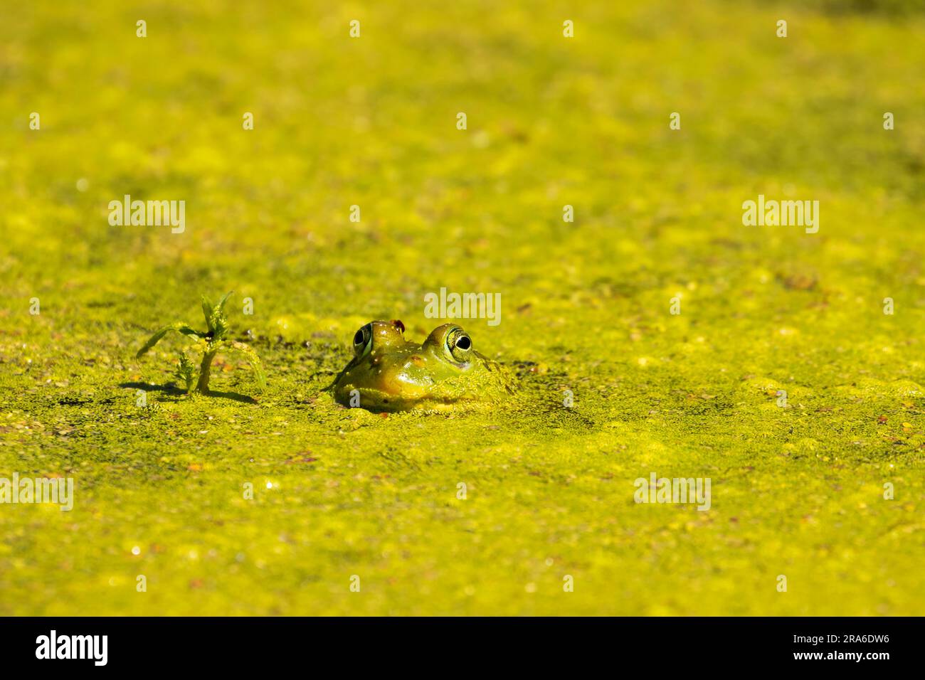 American bullfrog (Lithobates catesbeianus), Wood River Wetland, Klamath Falls District Bureau of Land Management, Oregon Foto Stock