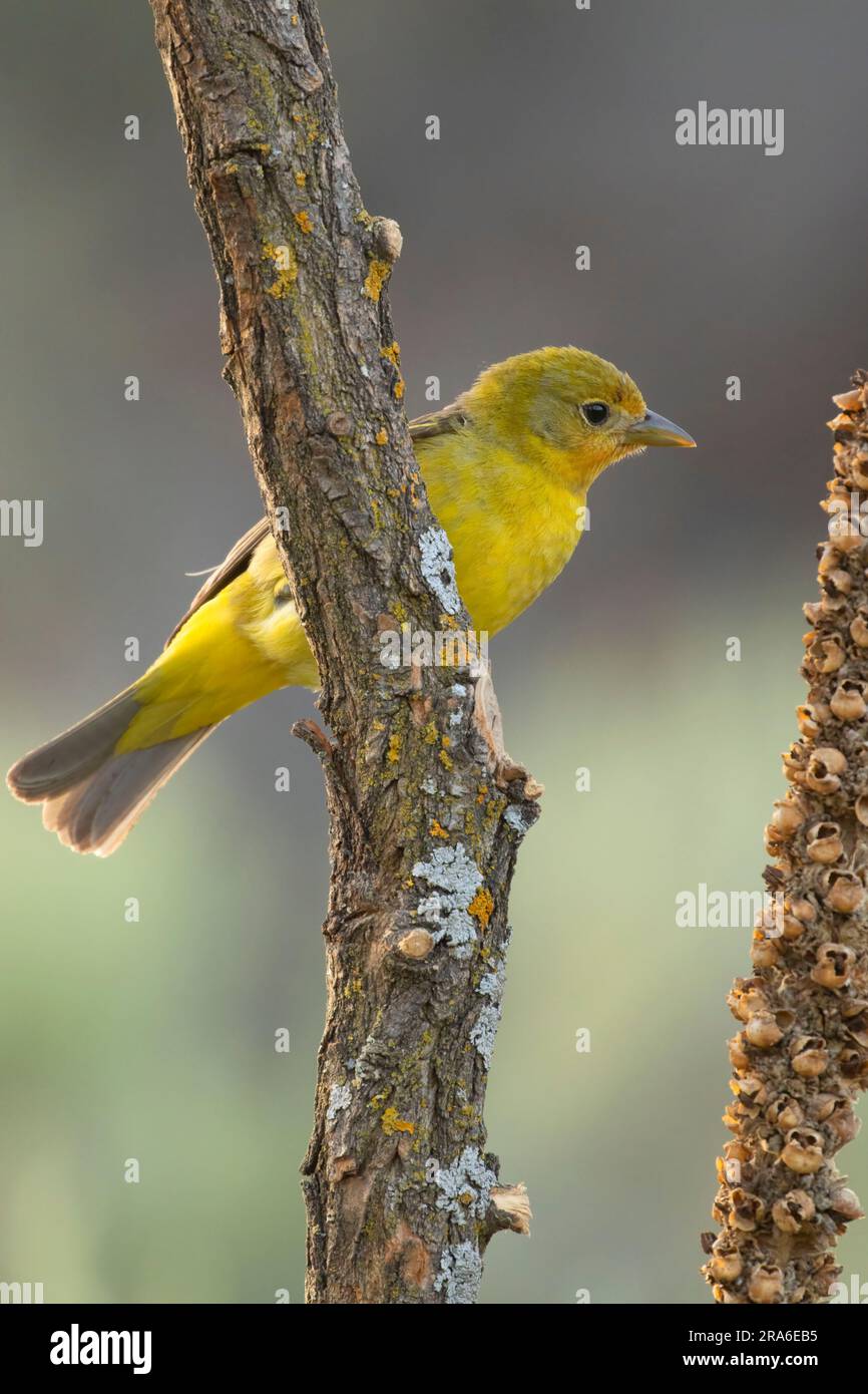 Minor Goldfinch (Spinus psaltria), Cabin Lake Viewing Blind, Deschutes National Forest, Oregon Foto Stock