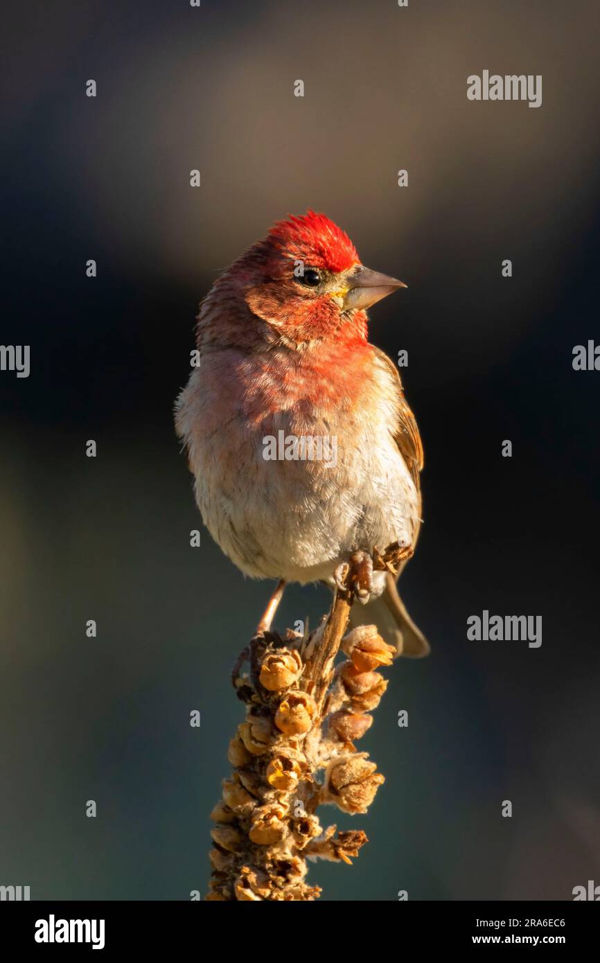 Finch Cassin (Haemorhous cassinii), Blind vista lago Cabin, Deschutes National Forest, Oregon Foto Stock