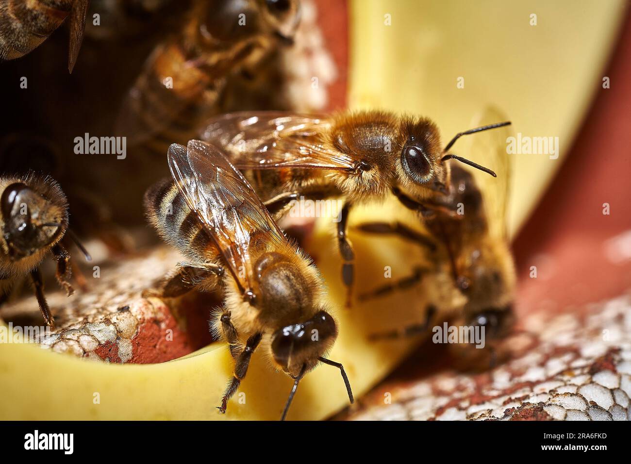 Macro primo piano delle api mellifere che lasciano l'ingresso dell'alveare per andare a caccia di nettare e polline Foto Stock