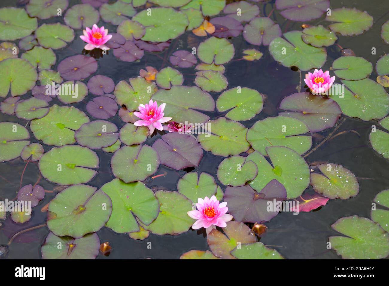 Quattro gigli d'acqua rosa nel lago dall'alto Foto Stock