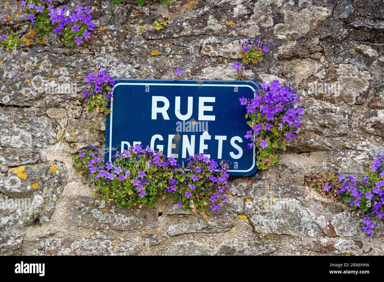 Cartello stradale francese su un vecchio muro di pietra parzialmente ricoperto da fiorenti fiori di campanili dalmati a Thegonnec, in Bretagna, Francia Foto Stock