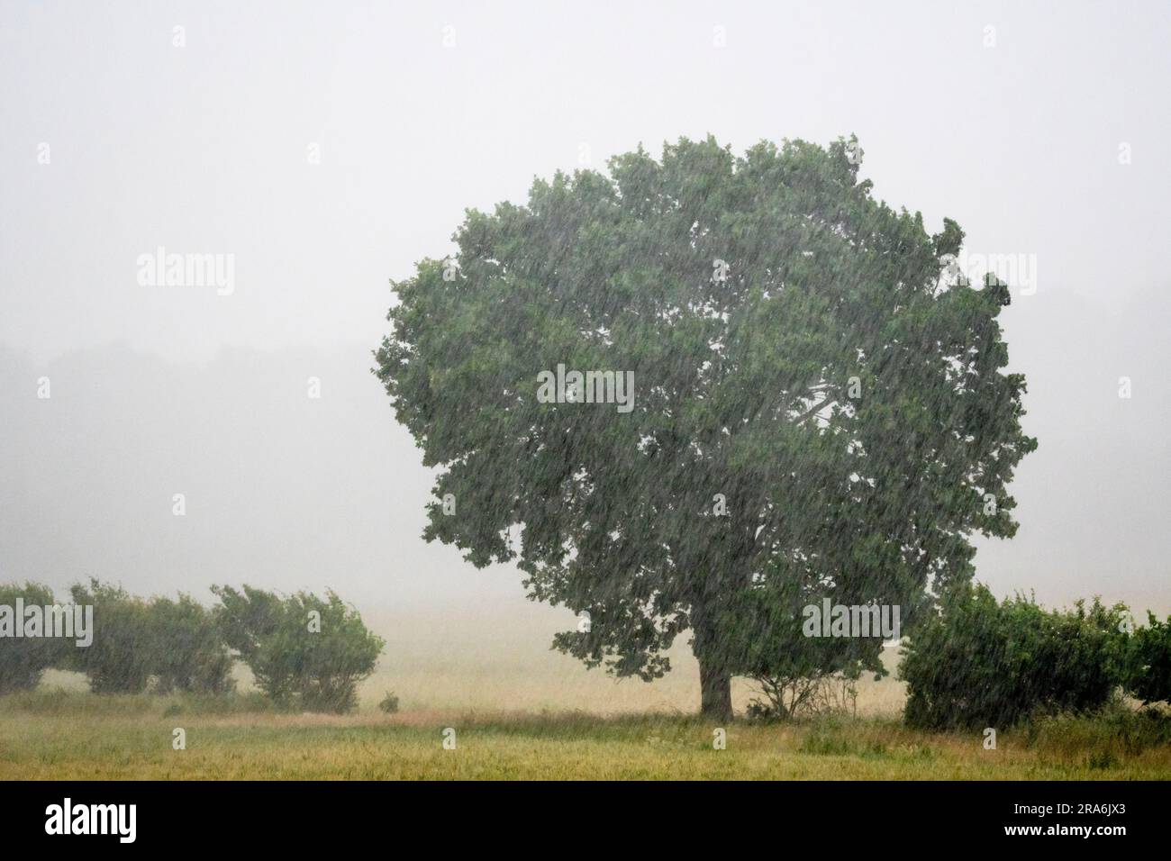 Quercia da siepo, Quercus robur, in forte pioggia. Foto Stock