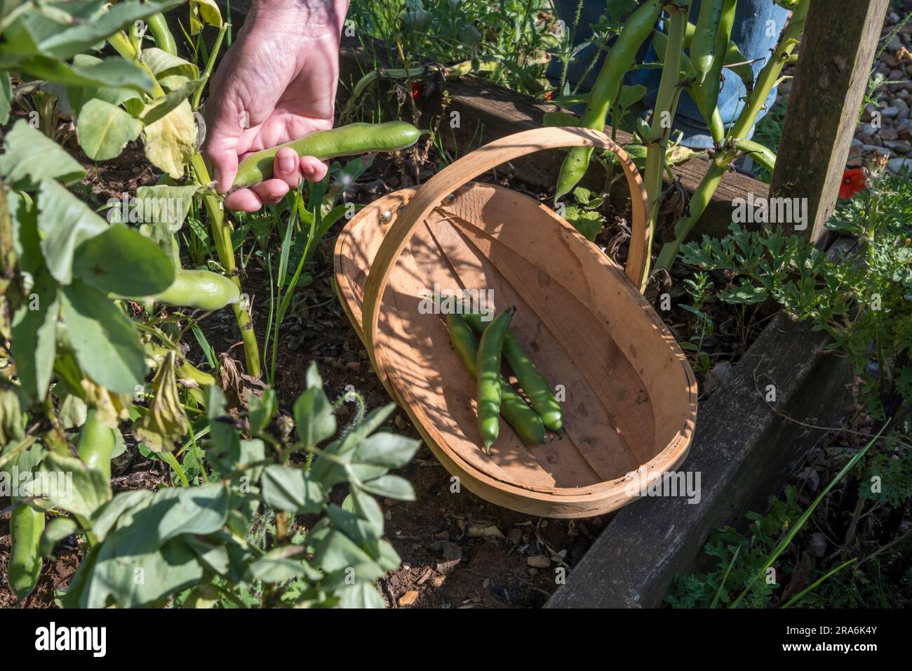 Donna che vende fagioli larghi esposizione di Bunyard nel suo orto o in dotazione. Foto Stock