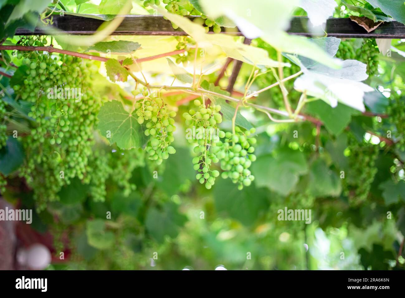 Uva giovane con grappoli verdi appesi ai trelli. Foto Stock